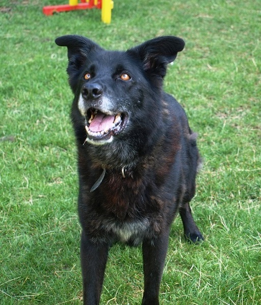 animal charity Three Counties Dog Rescue Barry.jpg